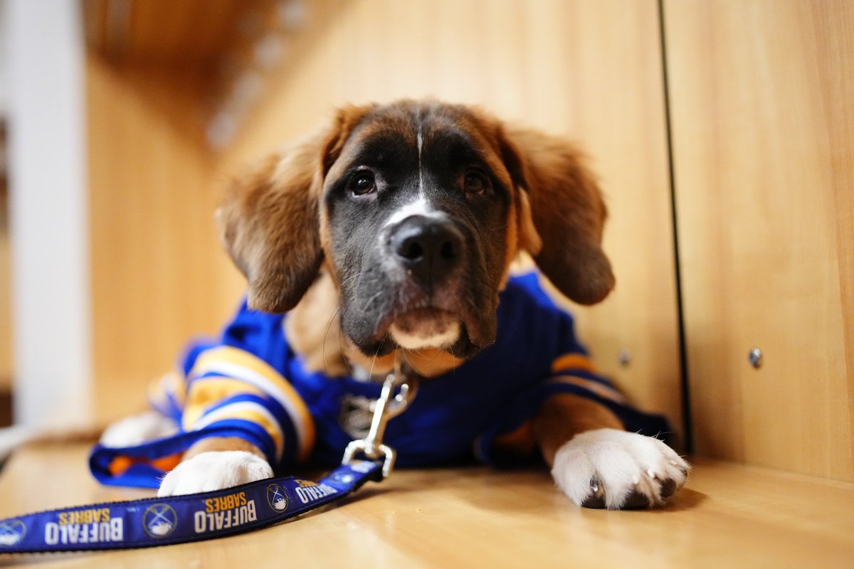 SabresPup's tweet photo. I’m so excited to be the Sabres Team Dog for the season 🐾 Here are some facts about me: 

🔹I’m a St.Bernard/Mastiff mix 
🔹I’m 14 weeks old 
🔹My favorite colors are blue and gold (and sometimes black and red…👀) 
🔹I love to meet Sabres fans and watch hockey! https://t.co/SC1wp8uLZ1