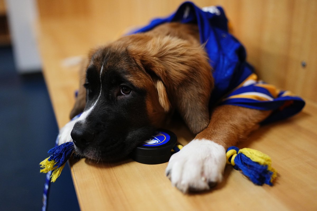 SabresPup's tweet photo. I’m so excited to be the Sabres Team Dog for the season 🐾 Here are some facts about me: 

🔹I’m a St.Bernard/Mastiff mix 
🔹I’m 14 weeks old 
🔹My favorite colors are blue and gold (and sometimes black and red…👀) 
🔹I love to meet Sabres fans and watch hockey! https://t.co/SC1wp8uLZ1