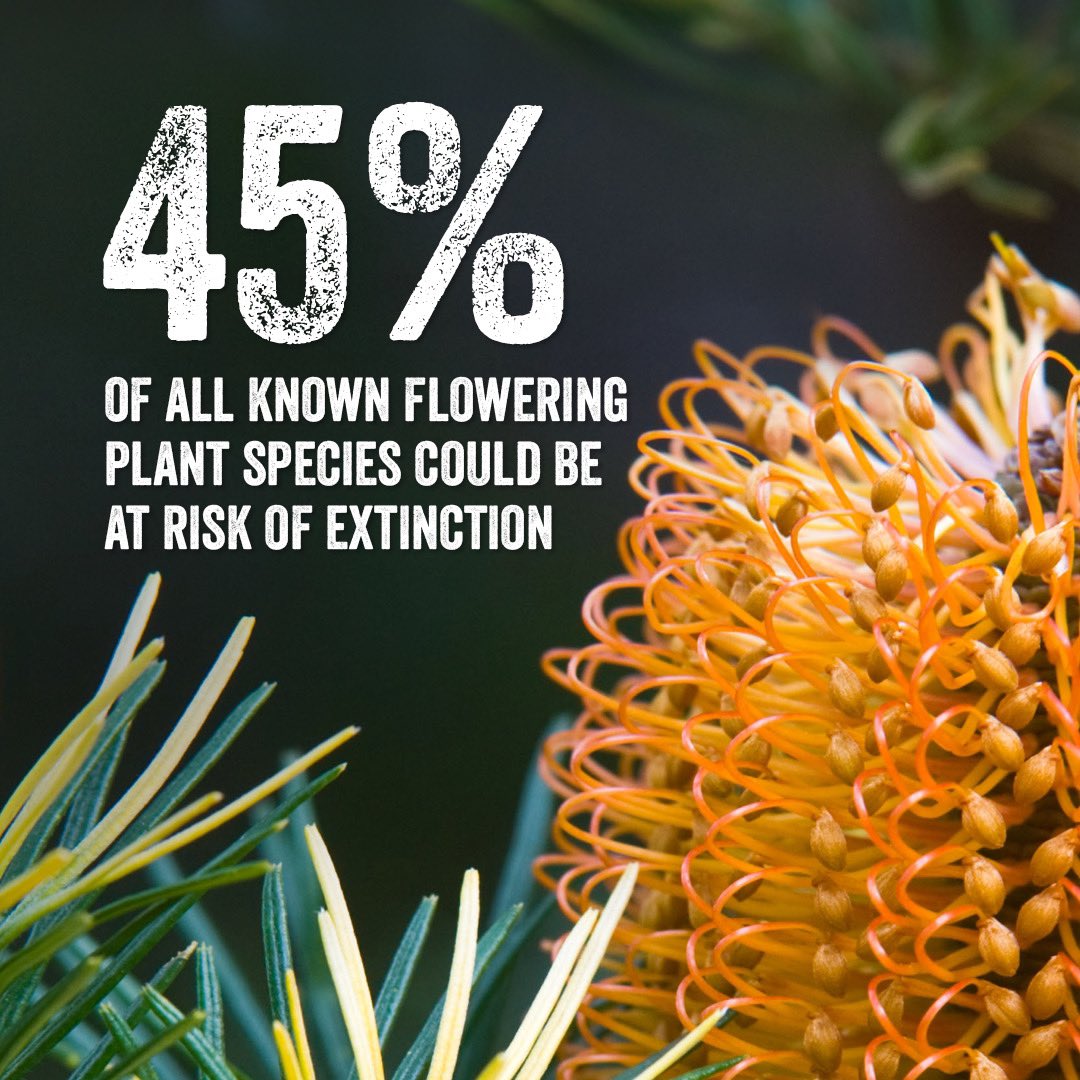 IBB_botanic's tweet image. More than 100.000 plants and millions of fungi are yet to be described. However, many will go extinct long before.

New @kewgardens report on the state of the 🌱 &amp;amp; 🍄 of the world #SOTWPF ⬇️