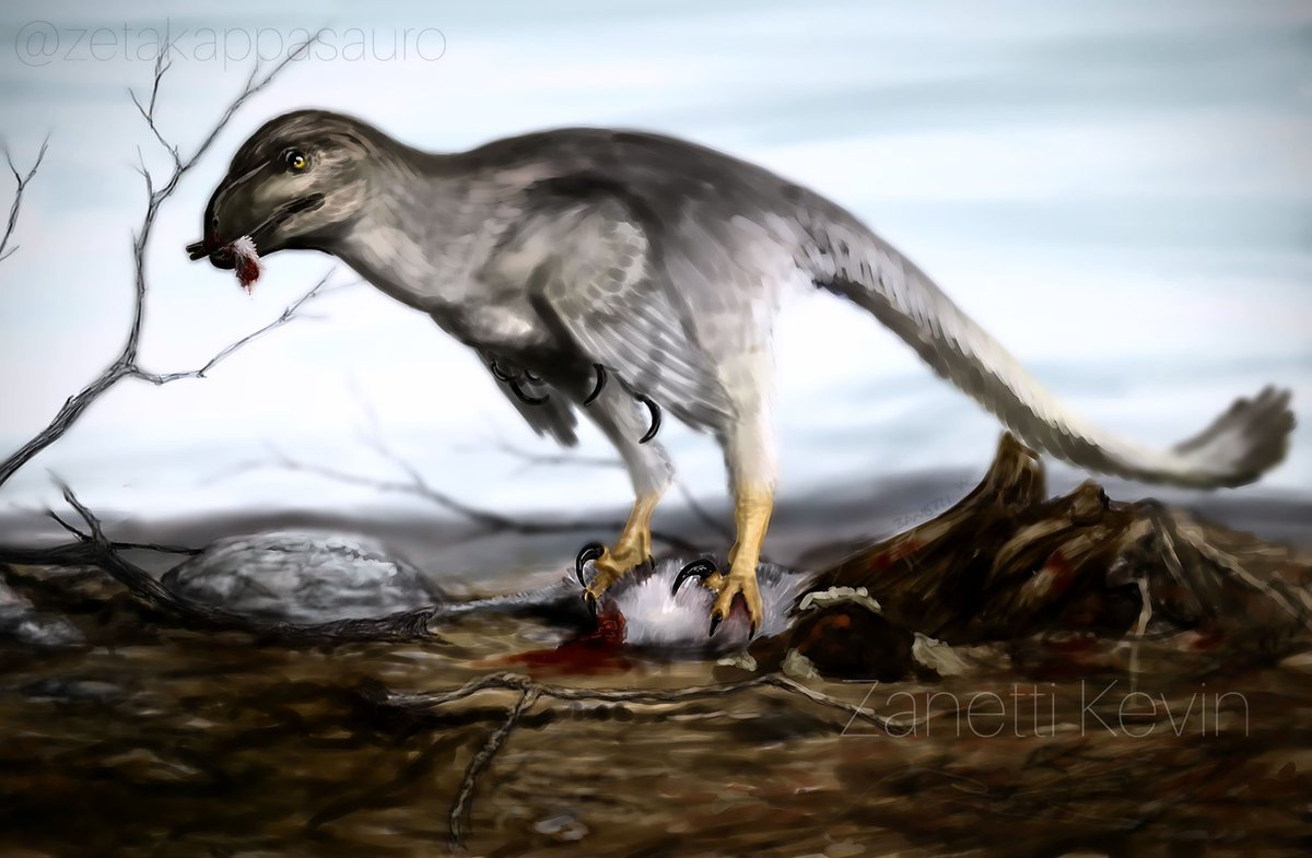 ZKappasauro's tweet photo. Dromaeosaurs albertensis
I didn't like it a year ago when I made it
and I still don't like it .
#dinosaurs #dromaeosaurus #JurassicPark  #paleoart #paleontology https://t.co/jyVROcDGjG