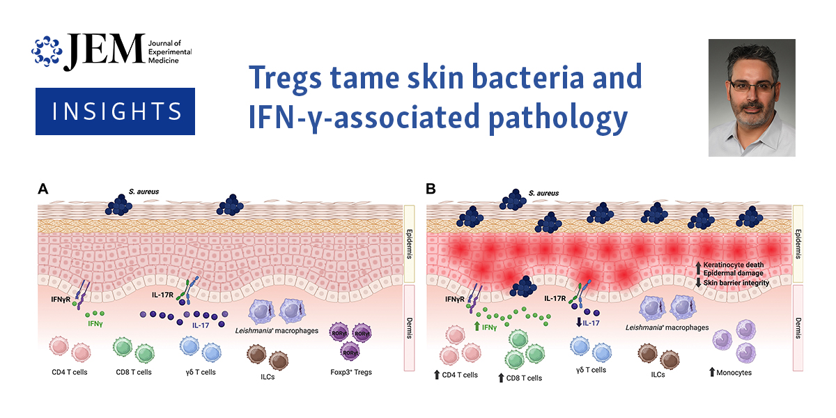 Insights <a href="/JExpMed/">Journal of Experimental Medicine</a> by <a href="/LionakisLab/">Mihalis Lionakis</a>: Mibrobial dysbiosis worsens cutaneous leishmaniasis.  <a href="/tpsinglab/">Tej Pratap Singh</a>, <a href="/pscottlab/">Scott Lab</a> et al (bit.ly/3MgOlen) show that Rorγt+ regulatory T cells suppress pathogenic IFN-γ responses to control Staphylococcus aureus growth bit.ly/48Y7iMy