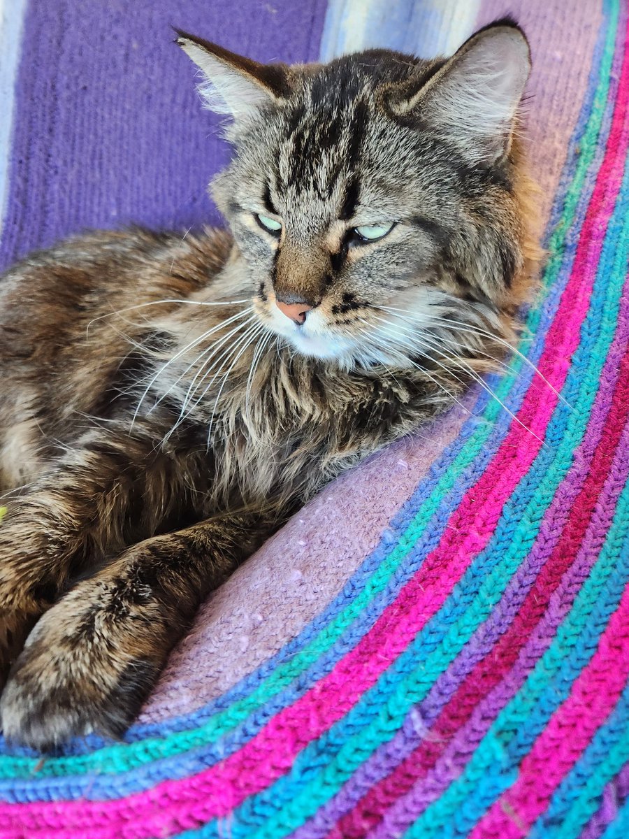 MainemanTron's tweet photo. I am a grumpy cat today... #grumpycat #Cat #CatLovers https://t.co/1N0QJA7E34