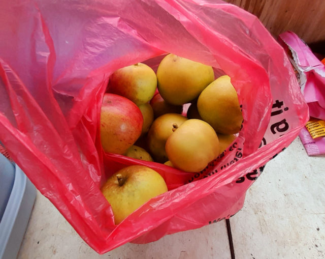 GoingPostalBlog's tweet photo. A View From (Almost Opposite) The Greenhouse; A Massacre Of Innocents by @LordBriRobert1 - https://t.co/6JXGFdUp5J 
#Cooking #Diary #Gardening #Hobbies #Literature #Philosophy #Politics #Religion #War #Apples #Bliarism #ColinCross #IslamicTerrorism #IsraelPalestineWar #Scrumping