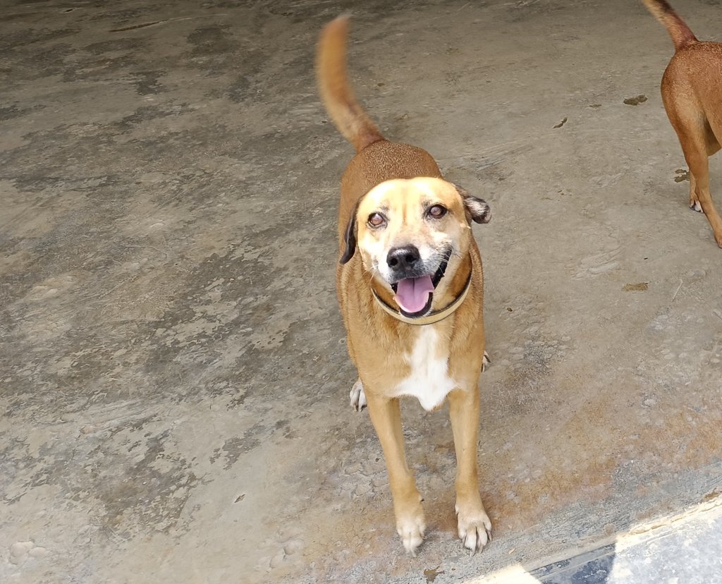 Maullidosyladr1's tweet photo. Hello my name is π€ Canelo 1 π
I wanted to know if I might be able to get someone to donate 10$ on my behalf, this is for everyone's food.
Will I be able to make it?
Keep checking back for more posts π€
#Help #Food #Canelo1 https://t.co/YXgKaRU8Aq