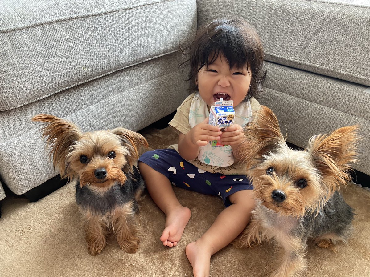 息子が1歳半、チャモとアニモが2歳になりました🐶👶🐶
3人ともあんなにチビチビだったのに〜😂
🐶が朝起こしたり、毎日一緒にお散歩行ったり、追いかけっこしたりすっかり兄弟👏
皆元気に育ってくれて何より🙏
3人のお陰で毎日がとっても楽しい〜☀️
