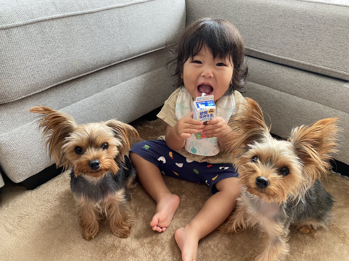 ra_kidd's tweet photo. 息子が1歳半、チャモとアニモが2歳になりました🐶👶🐶
3人ともあんなにチビチビだったのに〜😂
🐶が朝起こしたり、毎日一緒にお散歩行ったり、追いかけっこしたりすっかり兄弟👏
皆元気に育ってくれて何より🙏
3人のお陰で毎日がとっても楽しい〜☀️ https://t.co/kZz96nOtSj