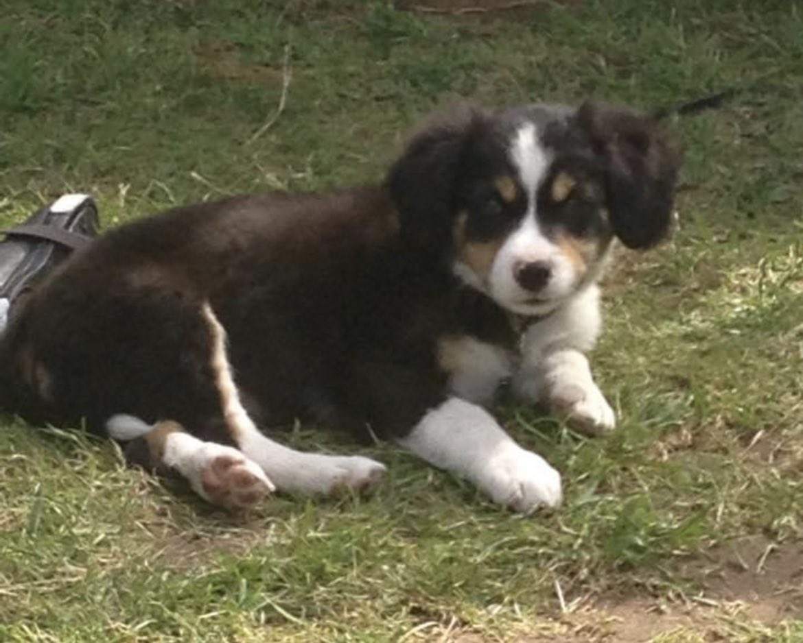 Android2An's tweet image. #DogObsessed #goldenretrieverlife #funny  
Original: SamsGeorgina