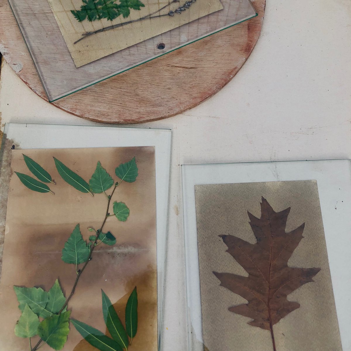 FitzroviaNoir's tweet photo. 3rd stage #plantbasedimaging 12 participants @ntartstudio in workshop by @MeganRingrose made possible by @HeritageFundUK #WMHD exposing oak emulsion in sunlight #improvingWellbeing by #connectingtonature @mentalhealth https://t.co/OZmG1wCpTC