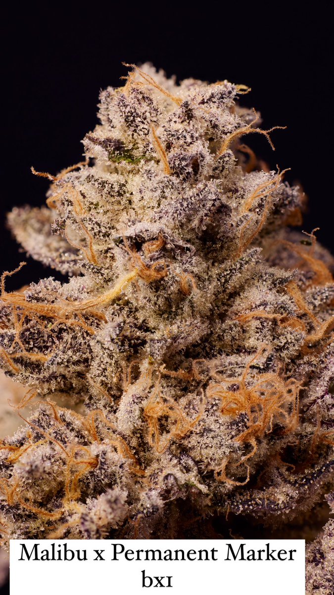 JBeezySJG's tweet photo. Malibu x Permanent Marker bx1 is tasting so sweet and gassy at the some time ⛽️🍭👌🔥✅ https://t.co/3gQVIexd7o