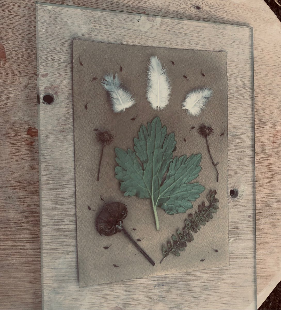 FitzroviaNoir's tweet photo. 3rd stage #plantbasedimaging 12 participants @ntartstudio in workshop by @MeganRingrose made possible by @HeritageFundUK #WMHD exposing oak emulsion in sunlight #improvingWellbeing by #connectingtonature @mentalhealth https://t.co/OZmG1wCpTC