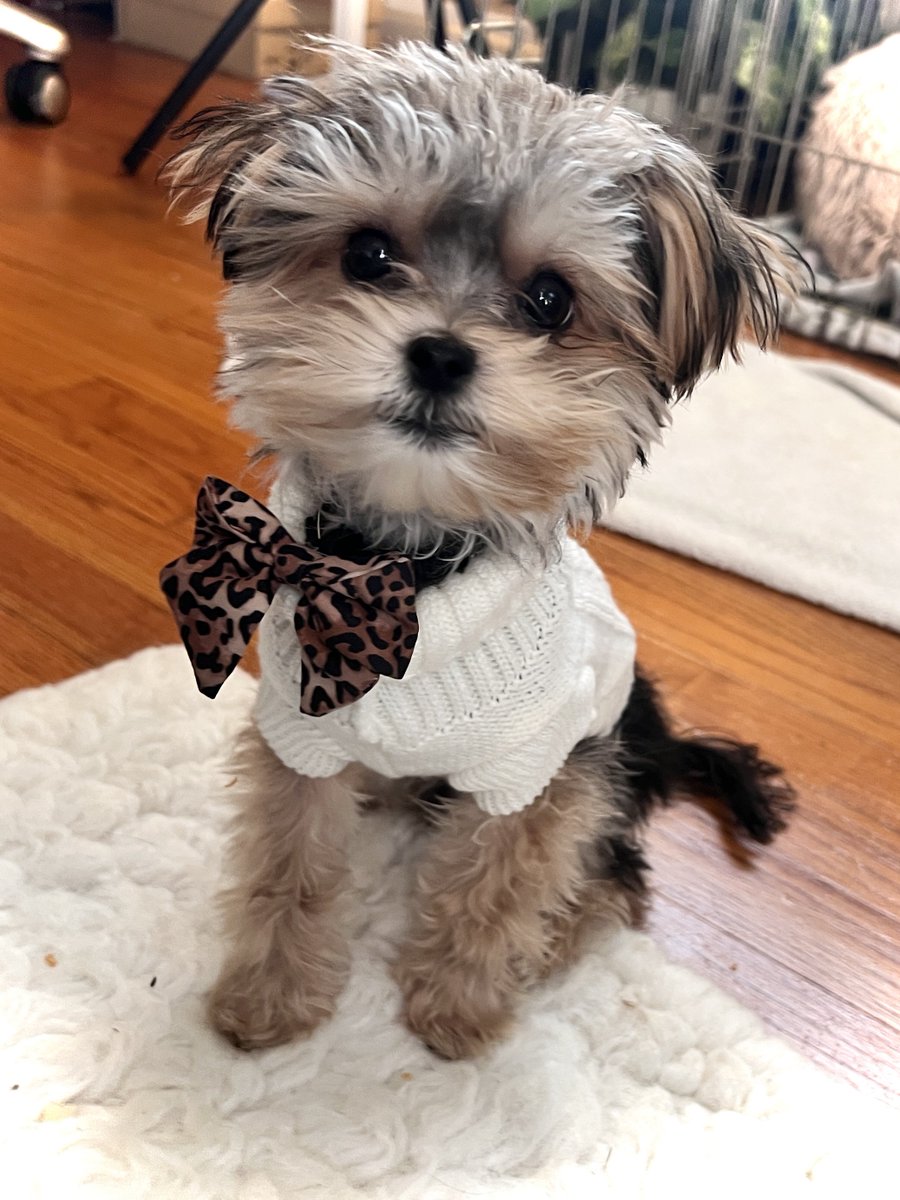 Stinky little Moose says “hiiii!” 🐾💙