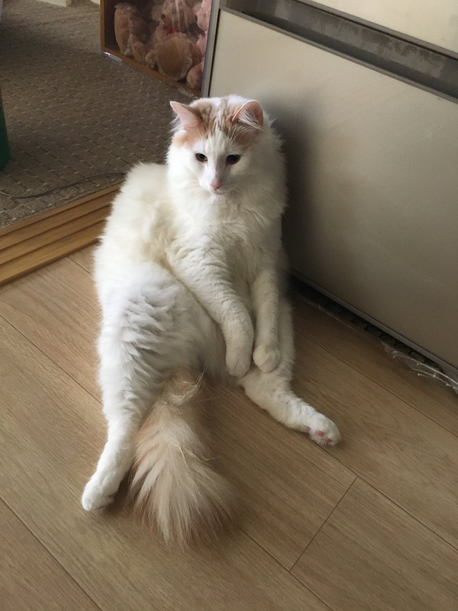 genki02023's tweet photo. ＃猫家族　
＃猫がいる暮らし  
＃猫🐱 https://t.co/sEyMn2CtaX