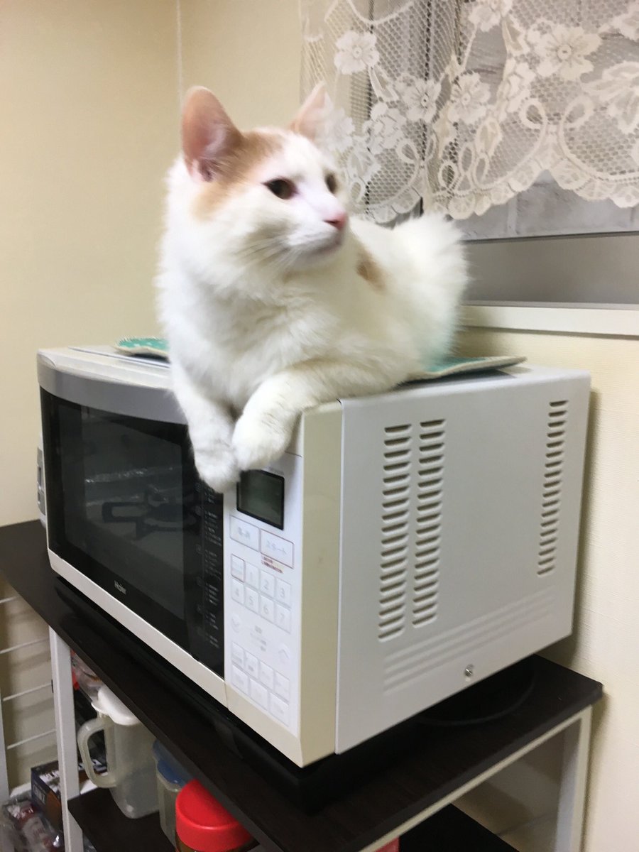 genki02023's tweet photo. ＃猫家族　
＃猫がいる暮らし  
＃猫🐱 https://t.co/sEyMn2CtaX