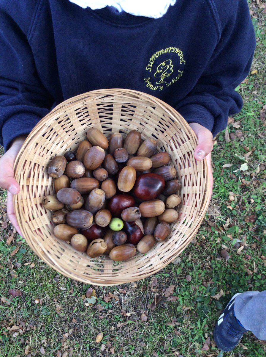 🍂This week we are looking for signs of Autumn!🍂 The children loved going on a nature walk to find conkers, fallen leaves and acorns. We will be using our treasures to create art work and help with our counting.