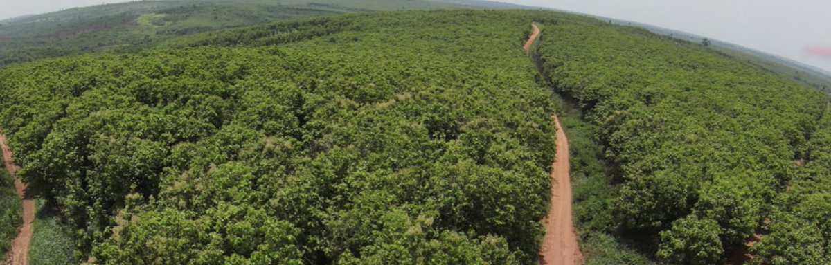 Using traditional silviculture, we proactively & sustainably manage our plantation forest to:
1⃣increase stand growth & economic returns
2⃣reduce soil erosion
3⃣support biodiversity
4⃣improve hydrology & air quality
5⃣mitigate climate-related stresses
#timber #Teak #SDG8 #SDG15🇬🇭