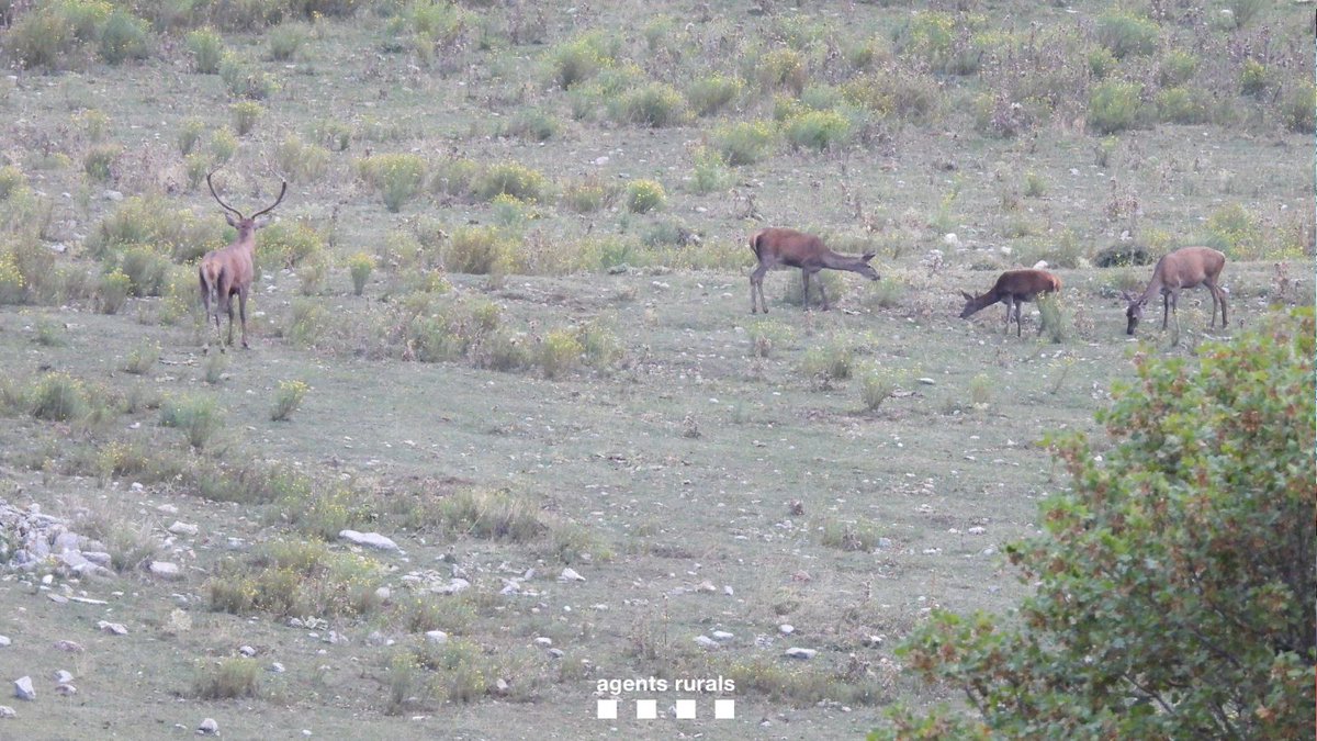 🦌 Durant la temporada de la brama del cérvol, fem serveis nocturns per prevenir actes de furtivisme i perquè s'acompleixi la normativa.

ℹ️ Els cérvols bramen a primera i a darrera hora del dia, intentant atraure el màxim nombre de femelles.