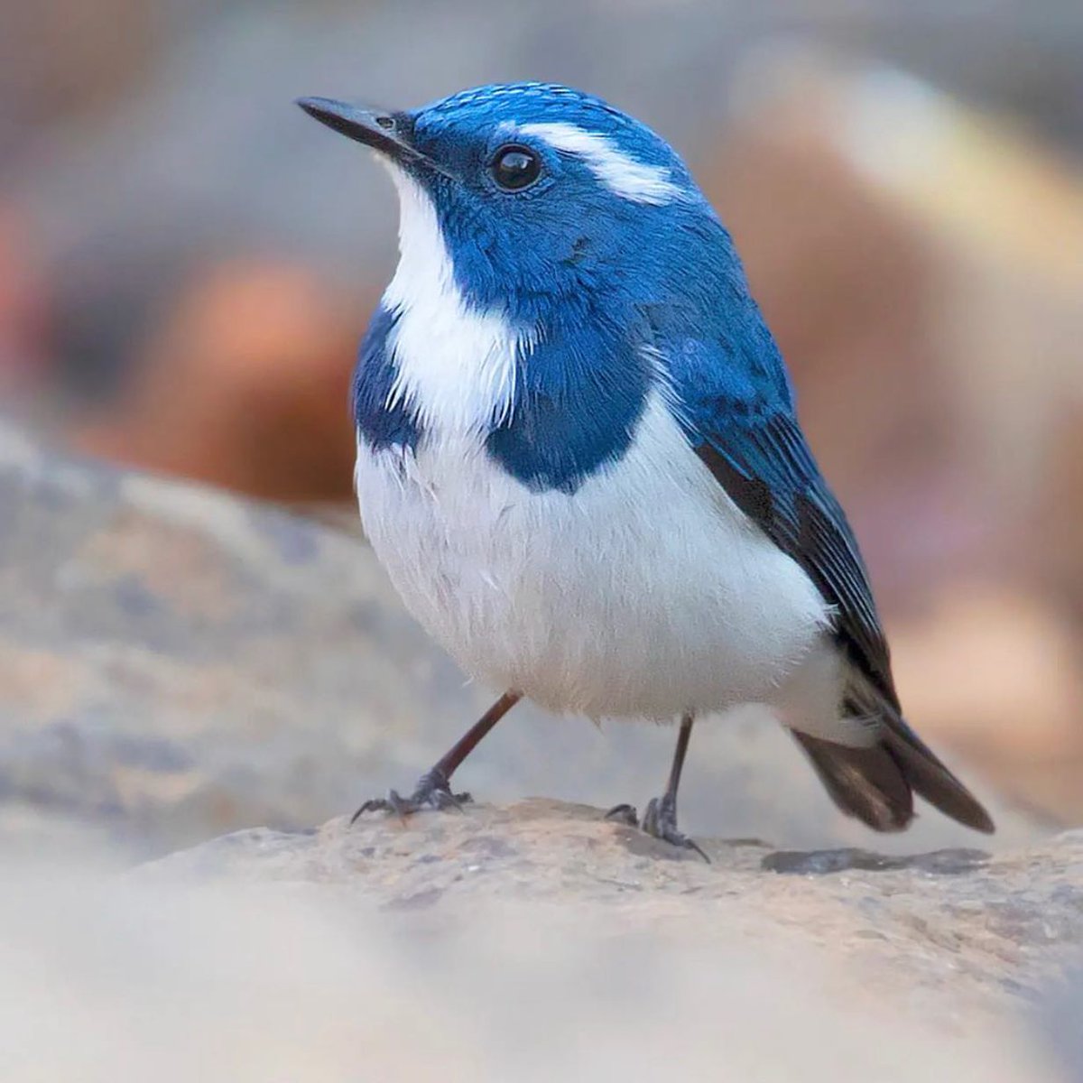 Birds Perfection tweet media