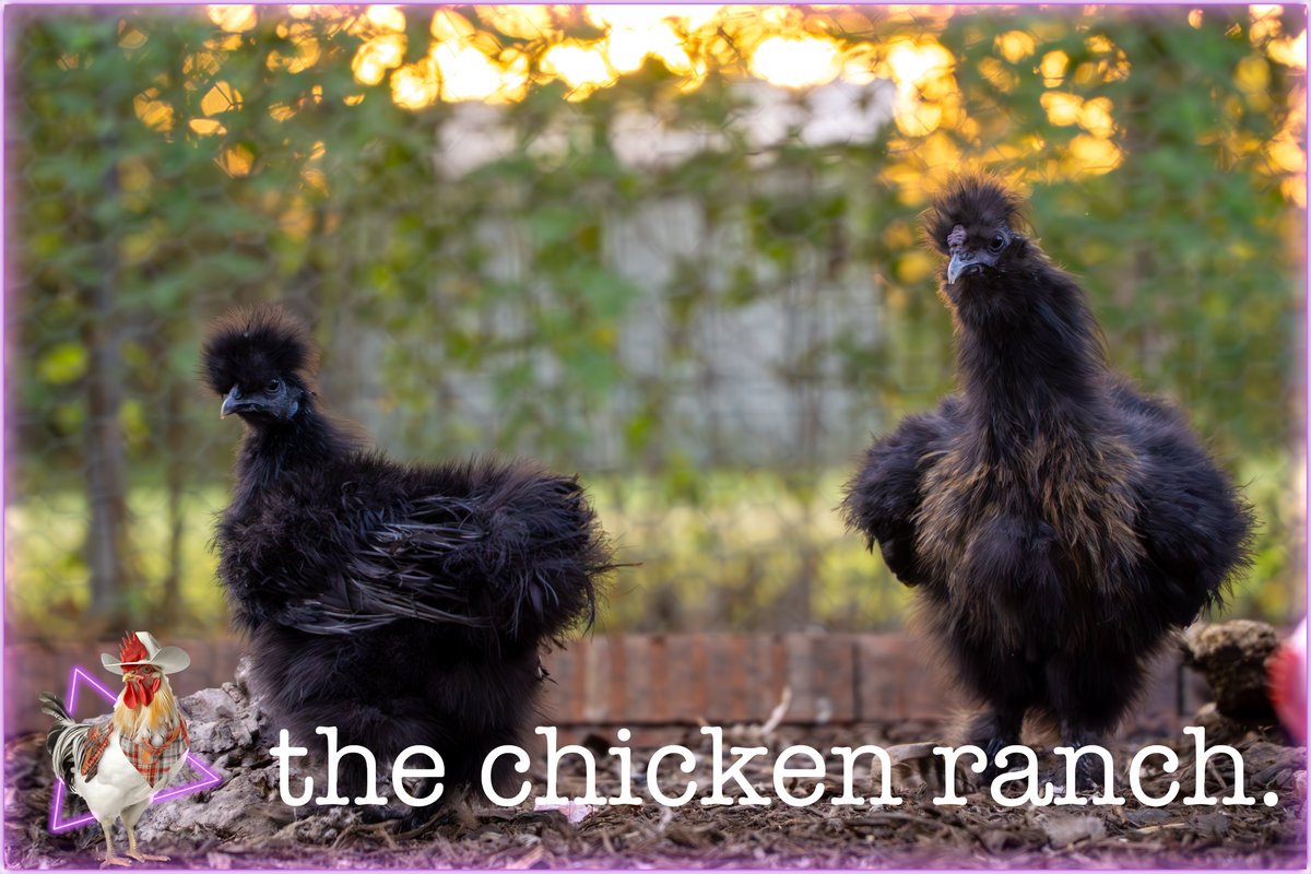 the chicken ranch. (@thechicknranch) / Posts / X