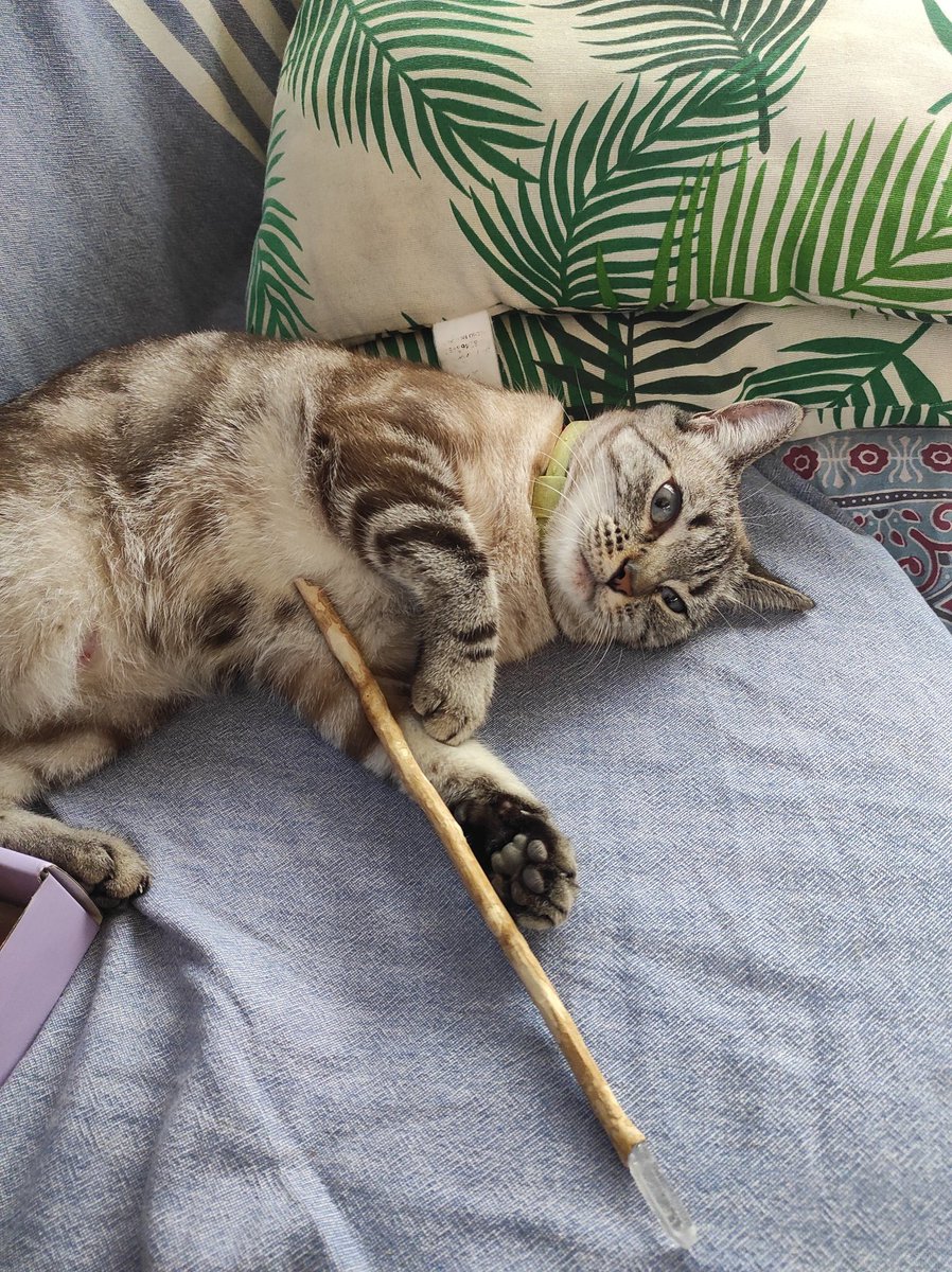 Michi Potter 🧙🏼‍♀️🐈‍⬛