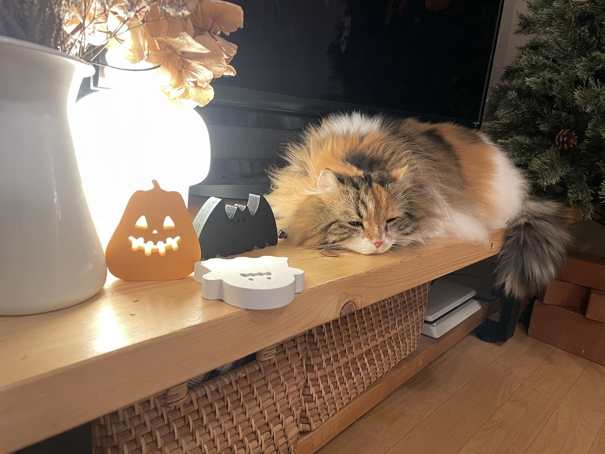 きなこ アメリカンカールの三毛猫 (@kinakomochi0105) / Posts / X