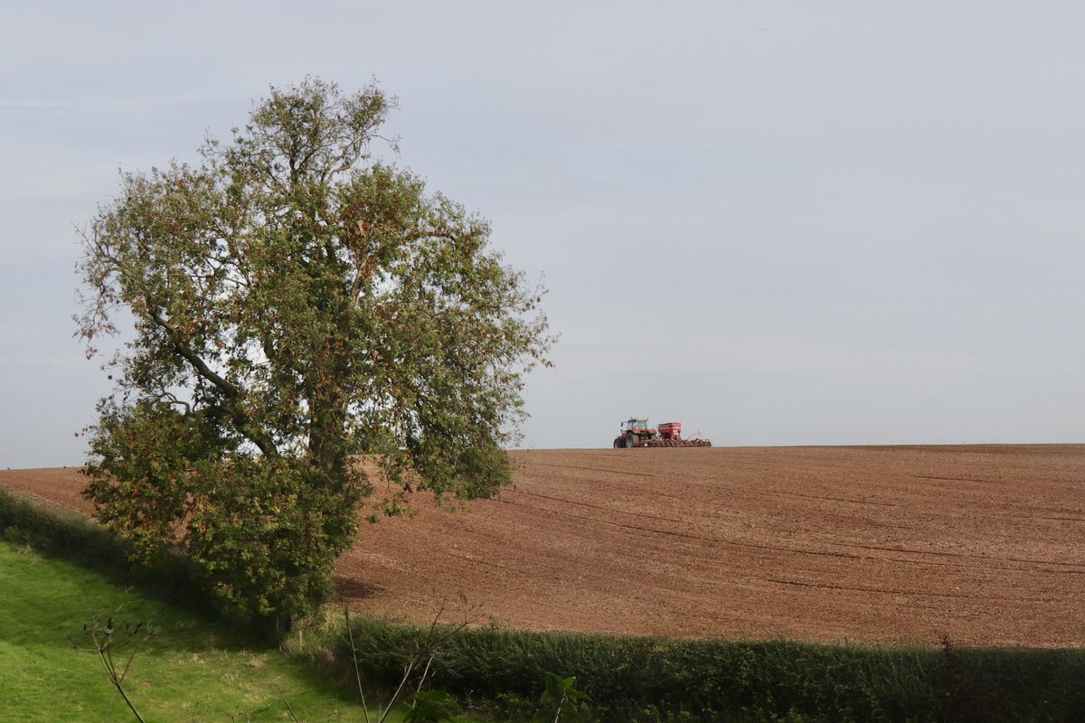 Just been for a walk in #TheNationalForest and I’m reminded how lone trees help to provide structure, form and perspective in our landscape. Each one is very special. 

#Trees #Landscape #Environment