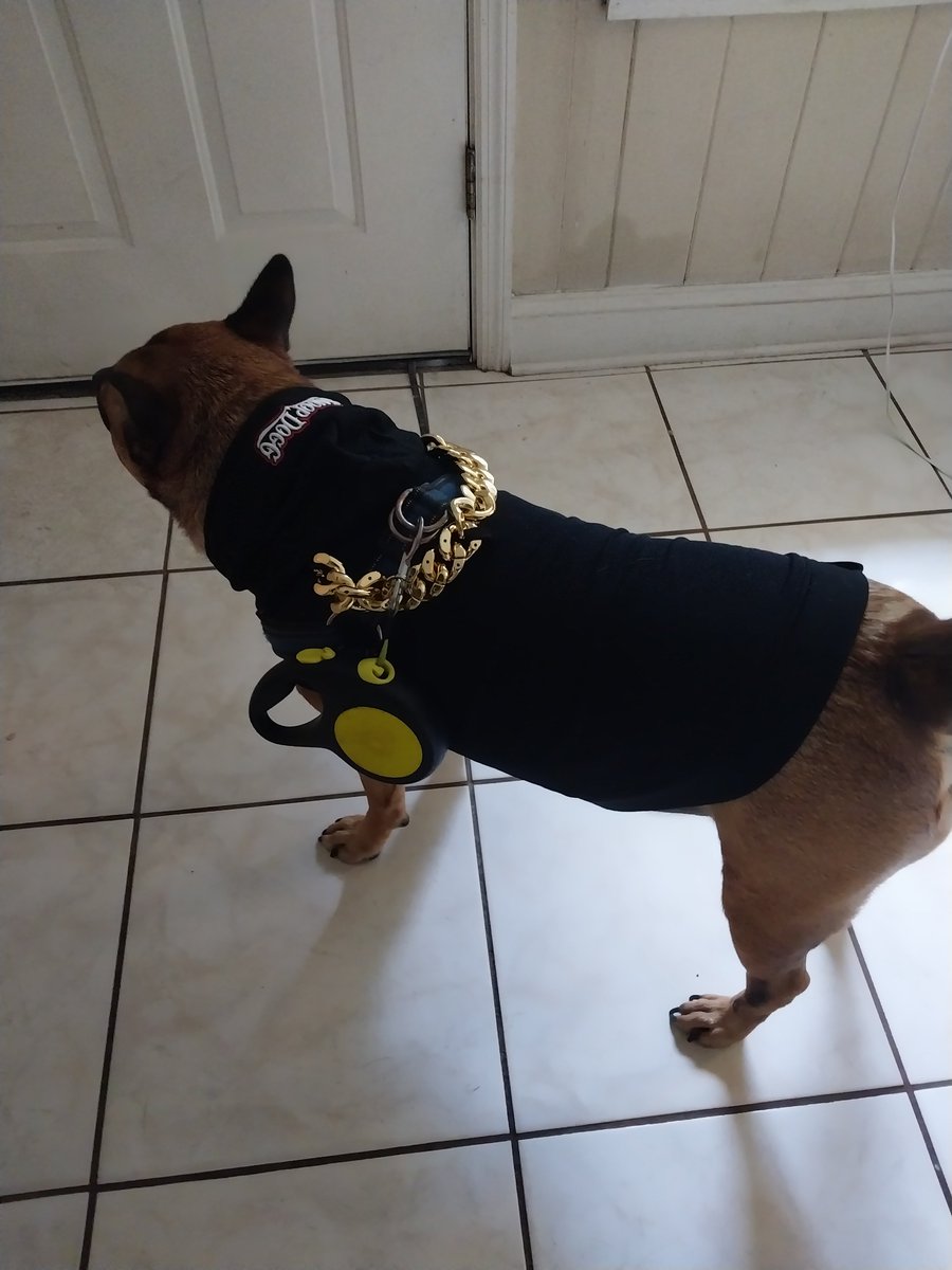 vidalocca4's tweet photo. The best sweater ever for my dog King. Found this at the pet store... thank you Snoop! #snoop #snoopdog #furrypet #dog #fallclothing #hiphop #cute https://t.co/E0jnsEObDS