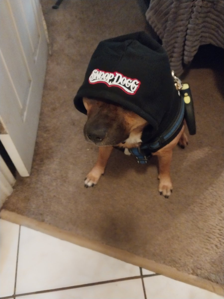 vidalocca4's tweet photo. The best sweater ever for my dog King. Found this at the pet store... thank you Snoop! #snoop #snoopdog #furrypet #dog #fallclothing #hiphop #cute https://t.co/E0jnsEObDS