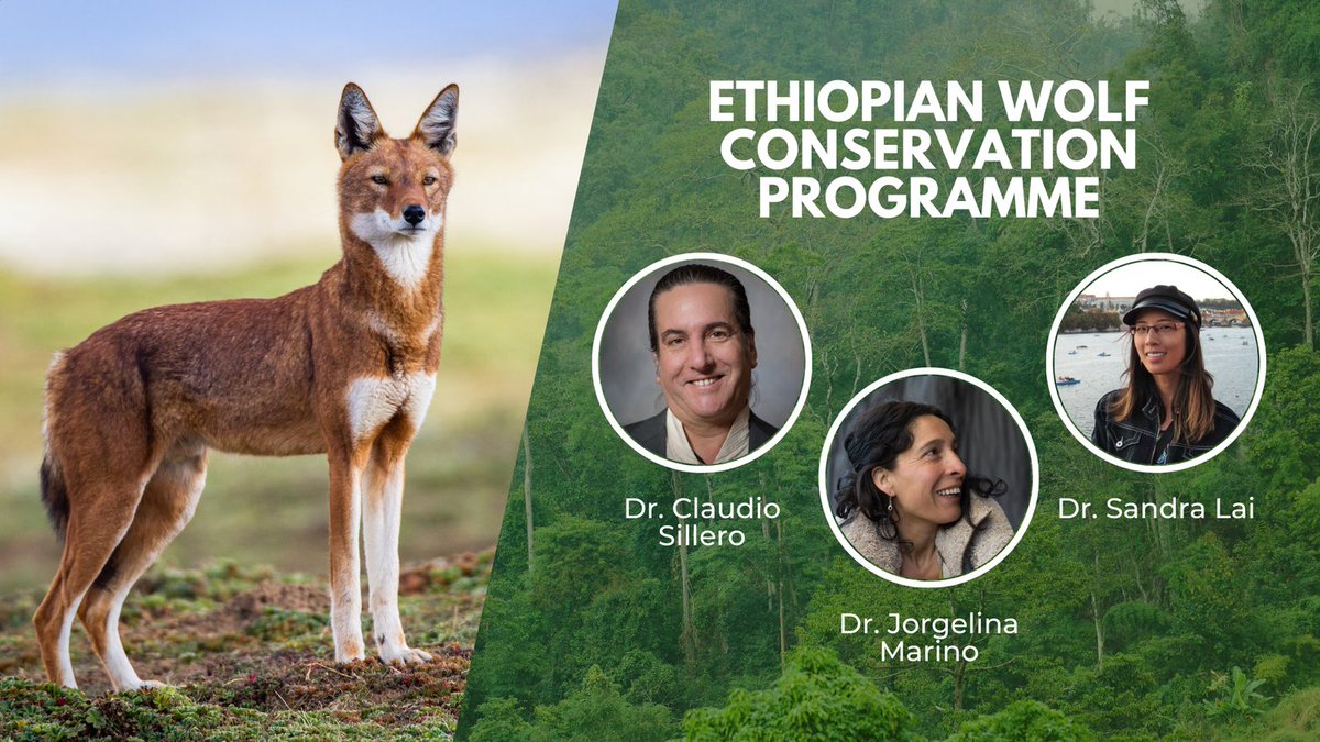 #WCNExpo 2023 is in 3 days! Join our community of passionate conservationists working tirelessly to protect unique species! 

Come meet us #EWCP and share about the status and fate of the Ethiopian wolf and their Afroalpine ecosystem. #together 

➡️wcnexpo.org
