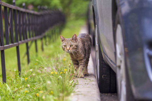Today is #AnimalRoadAccidentAwarenessDay . To keep your cat safe on the roads, please read <a href="/CatsProtection/">Cats Protection</a> ‘s blog: cats.org.uk/cats-blog/how-… #CatsOfTwitter #CatsOfX