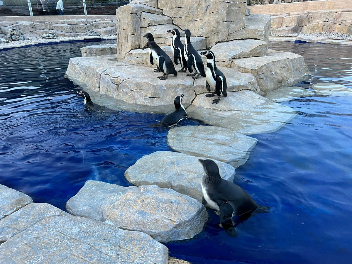 fivesisterszoo's tweet image. THEY HAVE ARRIVED! 🐧

Come along and be one of the first to see our new arrivals.

#FiveSistersZoo #FSZ