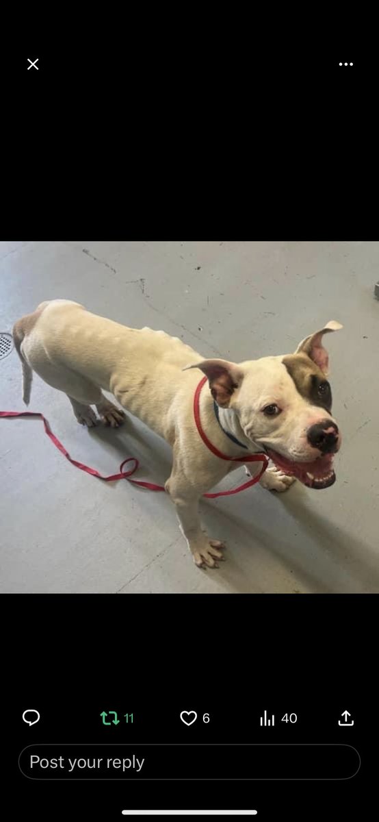 Seriously, not ONE person in #CorpusChristiTX saw 👀 walking SKELETON 🩻 Mitch? Not ONE person could HELP 🆘 him? He will be KILLED at #CorpusChristiACS on 10/12 alone and STARVING💔 Please #share #pledge for IMMEDIATE RESCUE 🛟