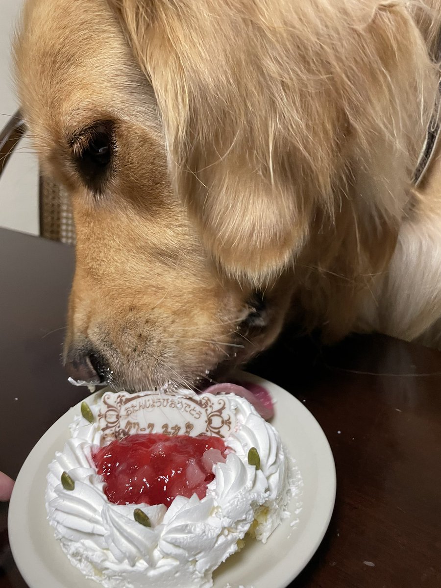 piece_0501's tweet photo. 10/10日クリーク2歳になりました🐶🎂🎉
おめでとう〜❣️
これからも怪我や病気などせずに元気で私達の側に居てね☺️🐶💓 https://t.co/TBYbWnIJsH