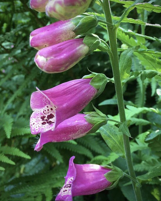 Sarahflowers50's tweet image. Good afternoon. My Foxgloves are back, a little smaller but flowering away. Another lovely day. Happy Tuesday 
#GardeningTwitter #GardeningX #warmoctober