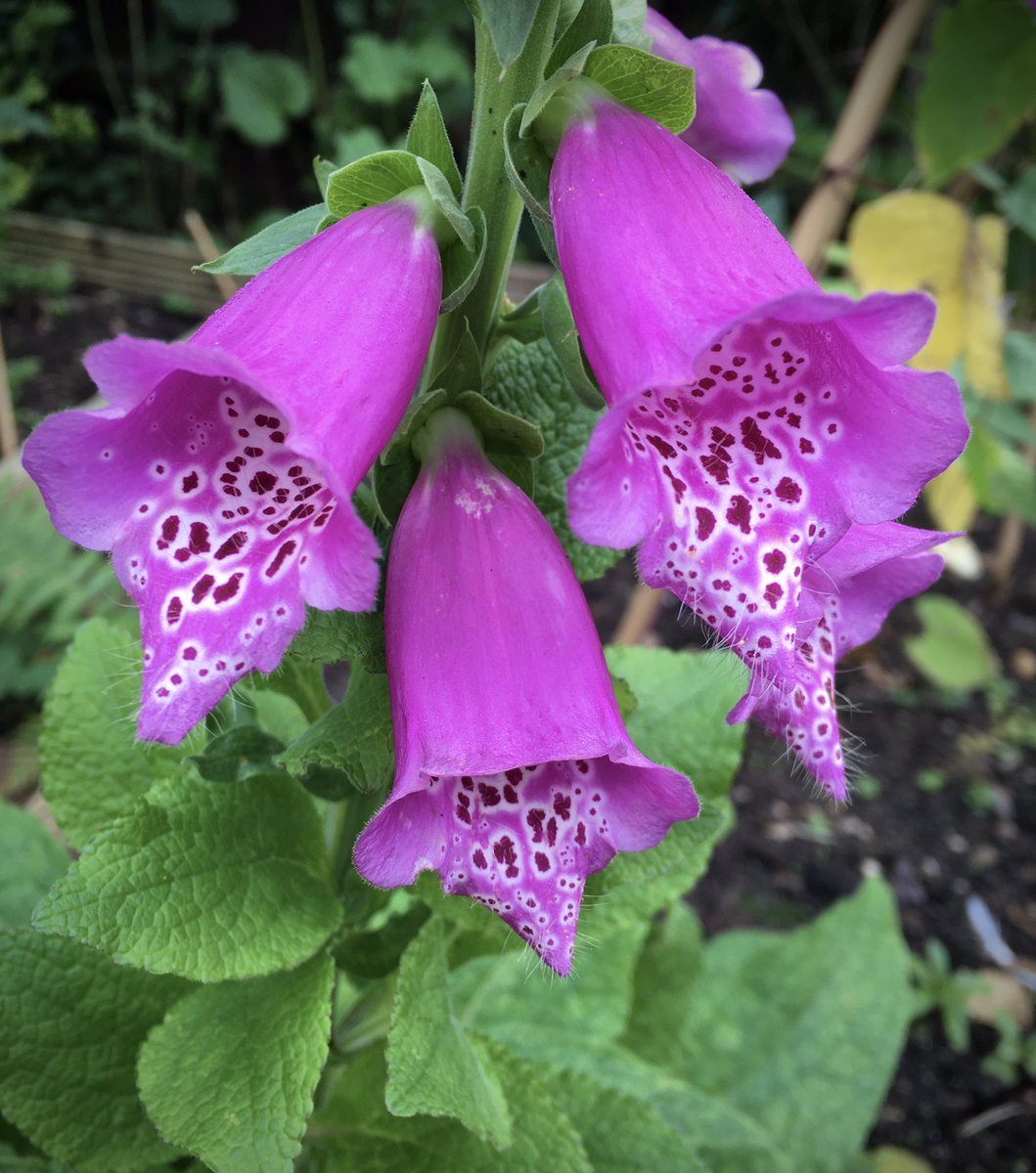 Sarahflowers50's tweet image. Good afternoon. My Foxgloves are back, a little smaller but flowering away. Another lovely day. Happy Tuesday 
#GardeningTwitter #GardeningX #warmoctober
