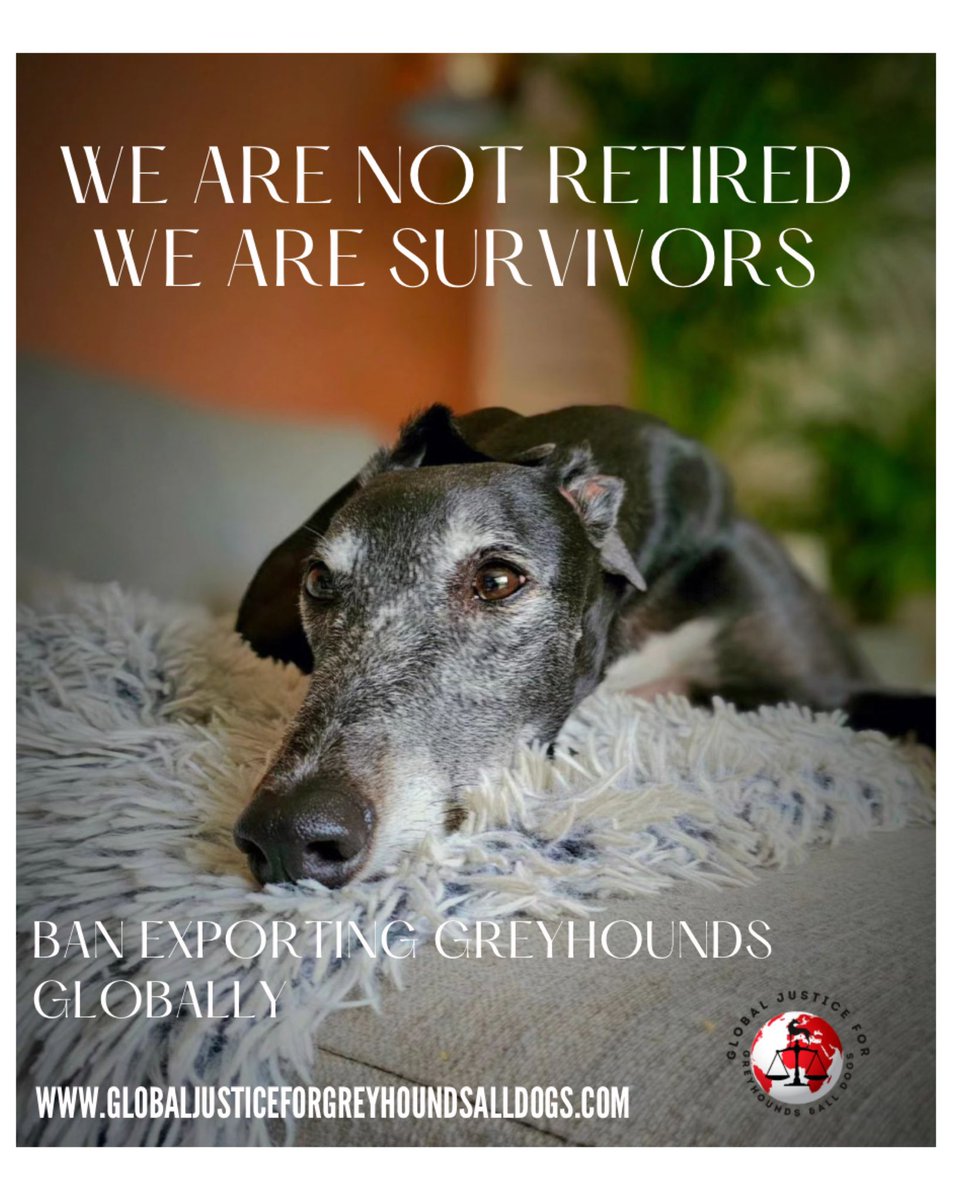Stop Exporting Greyhounds with the exception of rescue Purposes ✨

📷 @joe_houndog

#bekindalways  #YouBetTheyDie #endgreyhoundracing #petsnotbets #animalwelfare #rescuedogs #recuednotretired #bangreyhoundracing #greyhoundrescue