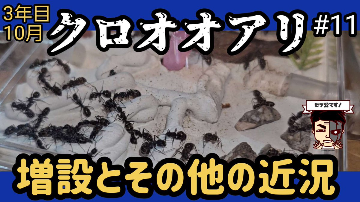Myism_ch's tweet photo. 動画あげました！😃
【ゼブ公🦓】
https://t.co/p20cryqQLM https://t.co/mHLVyCAC87