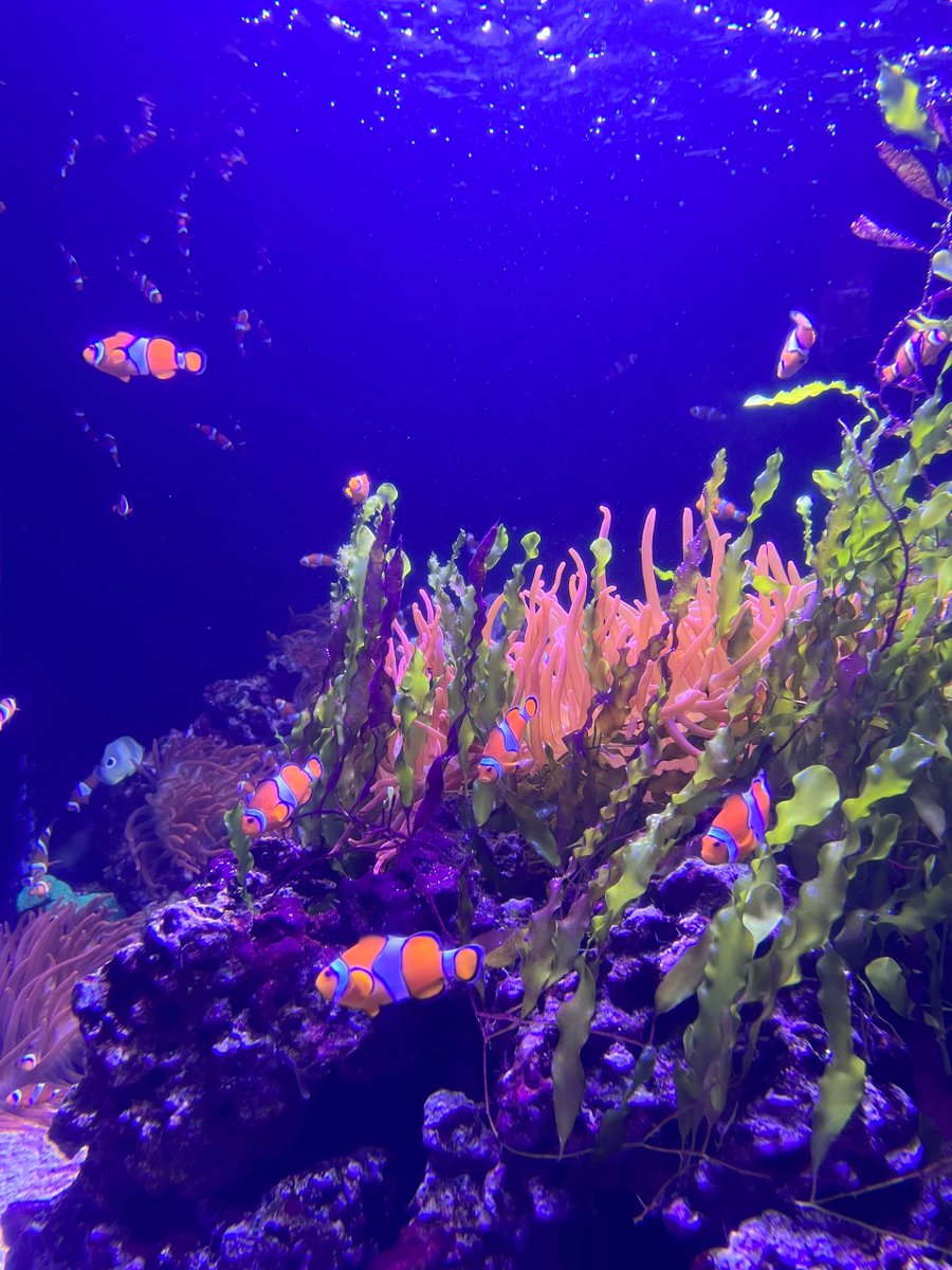 London Aquarium#
The Marine lovers#
It relaxes the mind. What do you think?