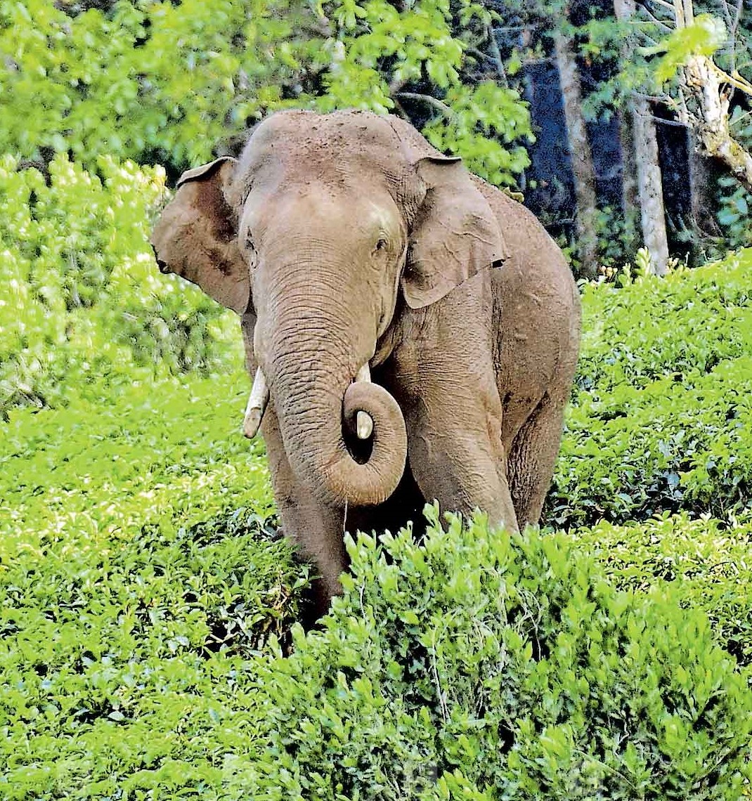 Nimisha_raj_'s tweet photo. Where is #Arikomban now? Is he still alive..?

@tnforestdept  @MMathiventhan  @CMOTamilnadu  @pfaindia  @saseendran_ak @supriyasahuias @CMOKerala @balasreenair 
#SaveArikomban https://t.co/ZO83S3acE7