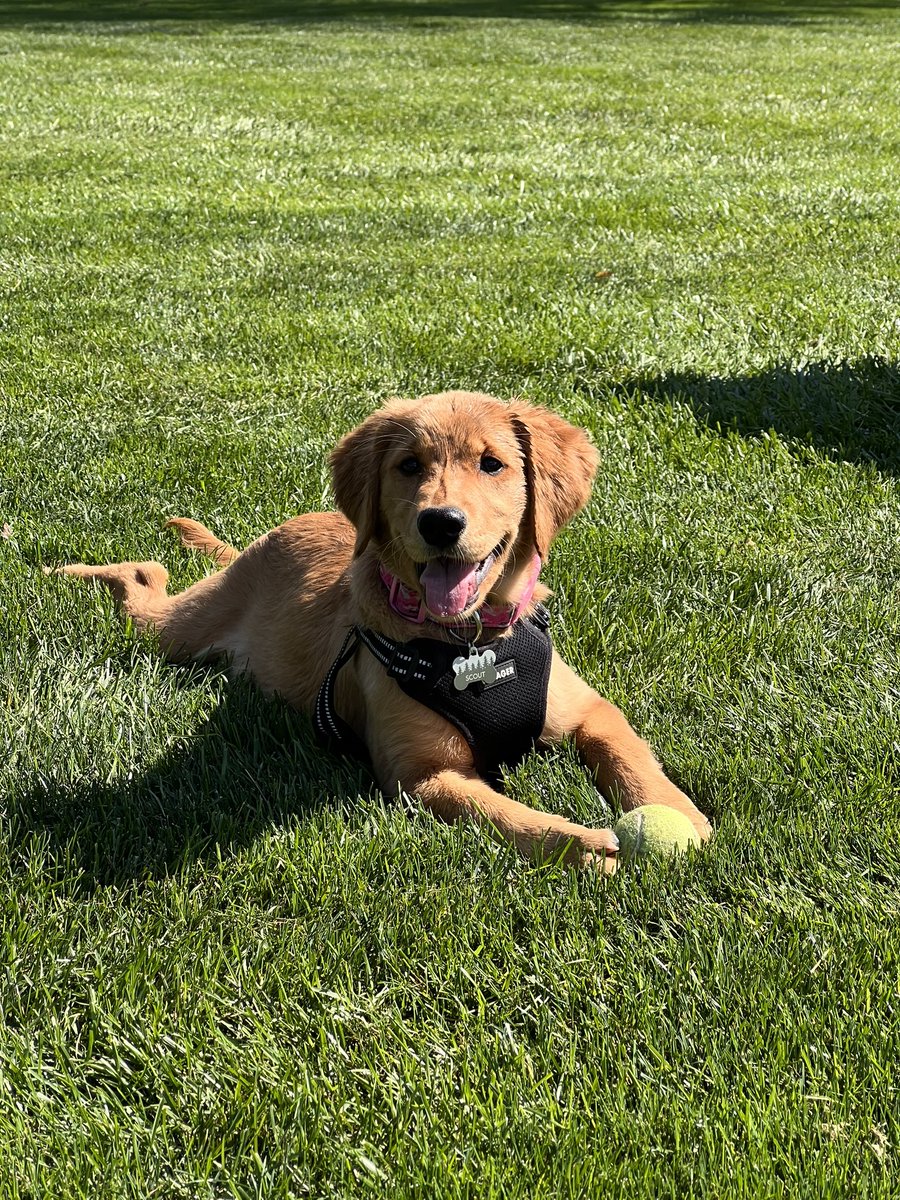 Michael Sheehan tweet media