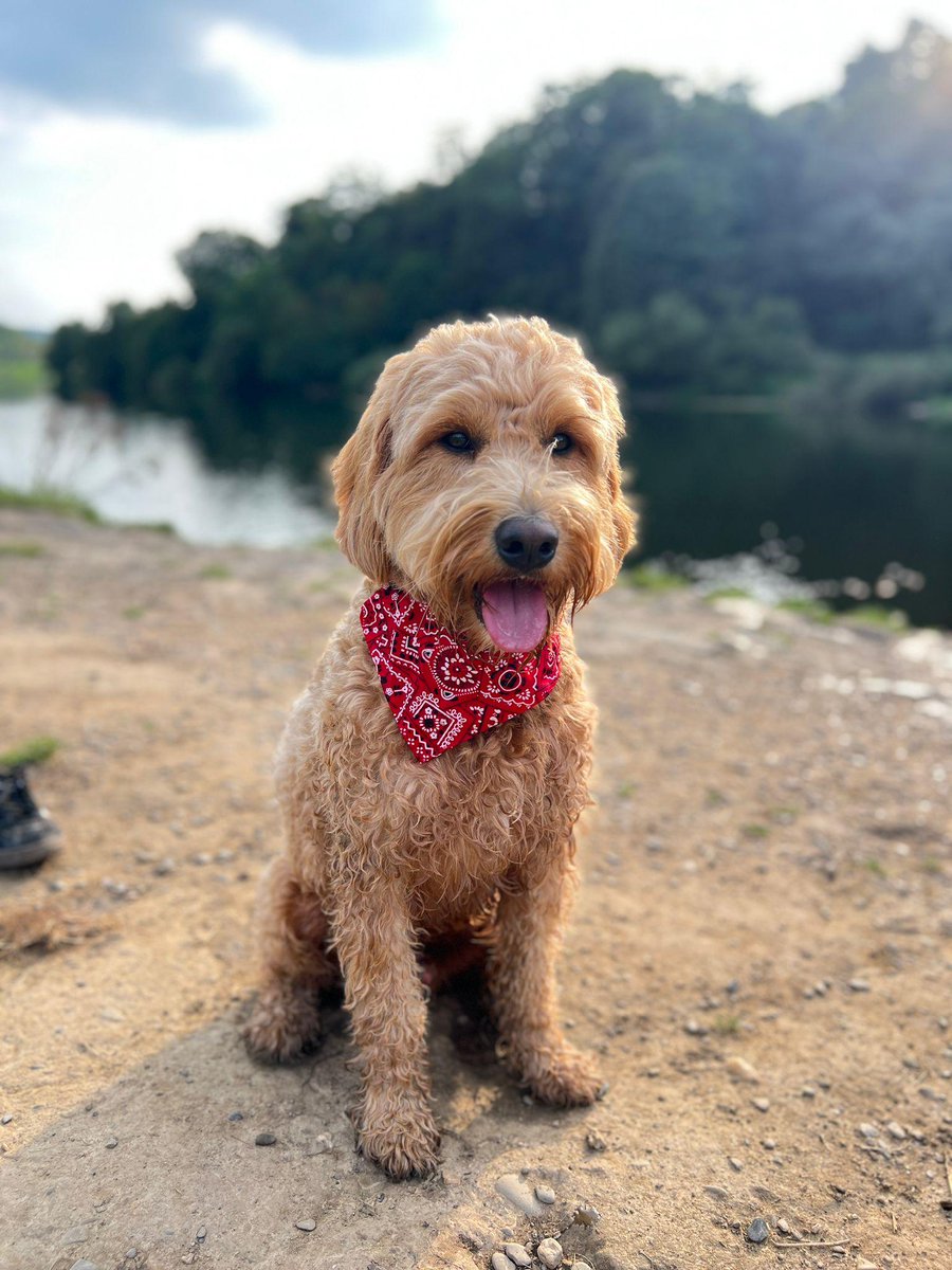 Happy #WorldDogDay