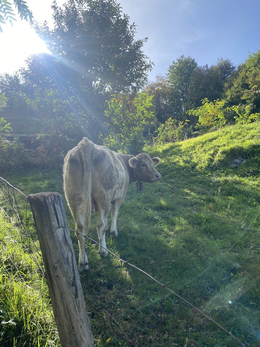 DavideLocci10's tweet photo. Loneliness + nature = freedom #mountain #montenuvolone #Bellagio https://t.co/vc5bFLbdfB