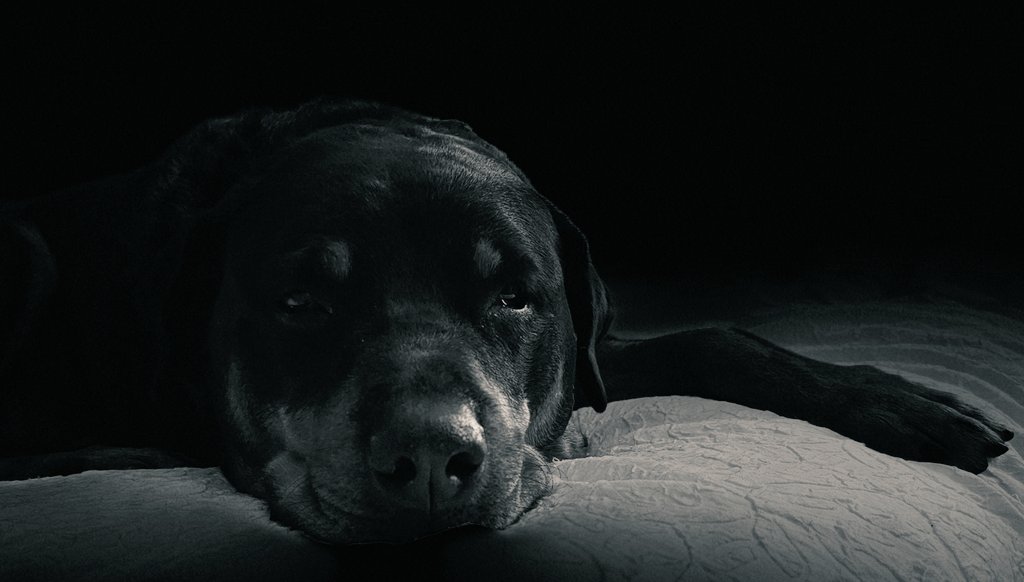 Every night, I lay on the bed, and as she pulls herself from the wheelchair onto the bed, she puts an arm around me to pull herself the last few inches. Most times, it ends up with her awkwardly rolling onto the bed with her face near my giant paws, so I sneak in a nose kiss. She