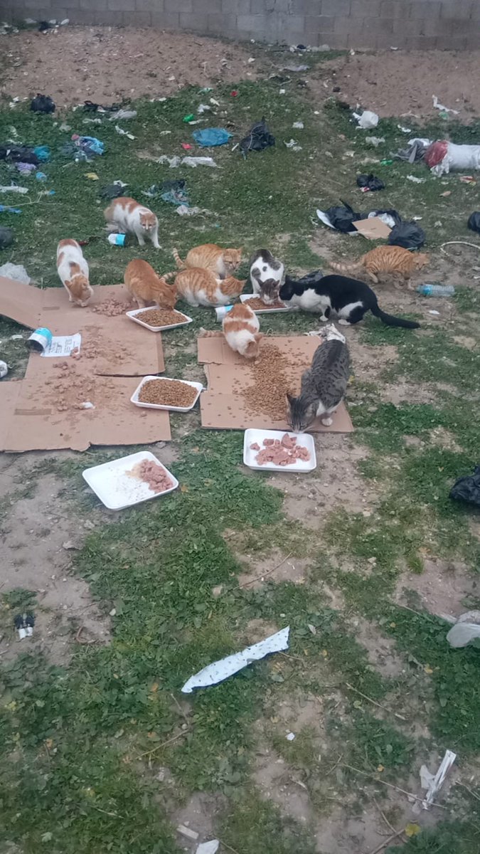 animals Man tweet media