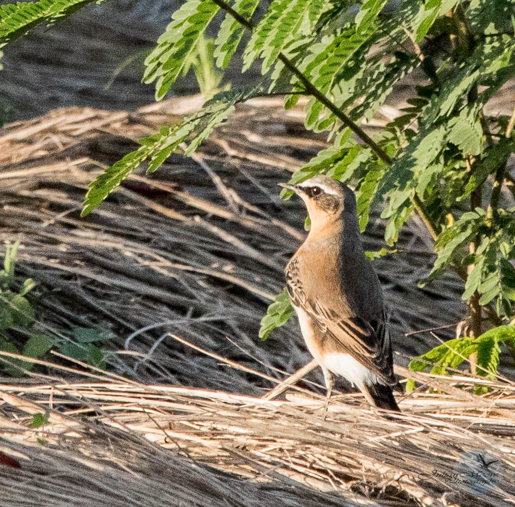 Birds_Barbados's tweet photo. A mega-rare bird, a Northern Wheatear was seen yesterday on the island. This would be the 3rd record for the island. First was 1955, second 1994, third 2023. #Barbados #BirdsOfBarbados @BirdsCaribbean @euthusiastic https://t.co/J9cmsf2zYt