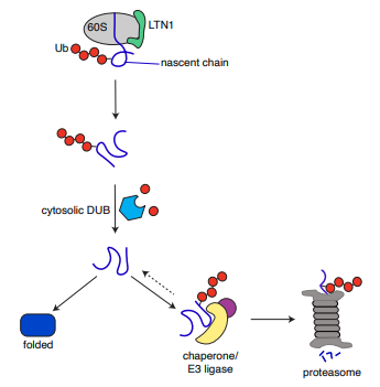 Ishier Raote (@ishier_raote) on Twitter photo Nice reconstitution from <a href="/MariappanLab/">Mals Mariappan</a>. Nascent proteins from stalled ribosomes are polyubiquitinated and then promptly deubiquitinated, giving a second chance to fold. If a protein still can't fold, it exposes a degron, is re-ubiquitinated and degraded.
biorxiv.org/content/10.110… Nice reconstitution from <a href="/MariappanLab/">Mals Mariappan</a>. Nascent proteins from stalled ribosomes are polyubiquitinated and then promptly deubiquitinated, giving a second chance to fold. If a protein still can't fold, it exposes a degron, is re-ubiquitinated and degraded.
biorxiv.org/content/10.110…