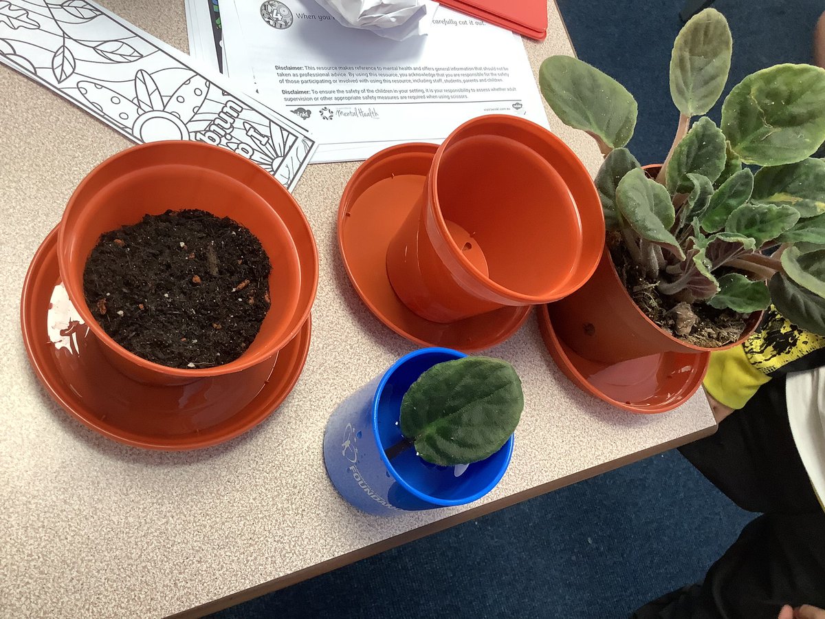 SOrchardpa's tweet photo. Another activity this afternoon linked to our science was to propagate a plant. We will observe this and look after it for the upcoming weeks βοΈπ @OrchardPrimaryA @TeamPastoral #MentalHealthDay2023 #ScienceatOrchard https://t.co/MRBX8YhHJA