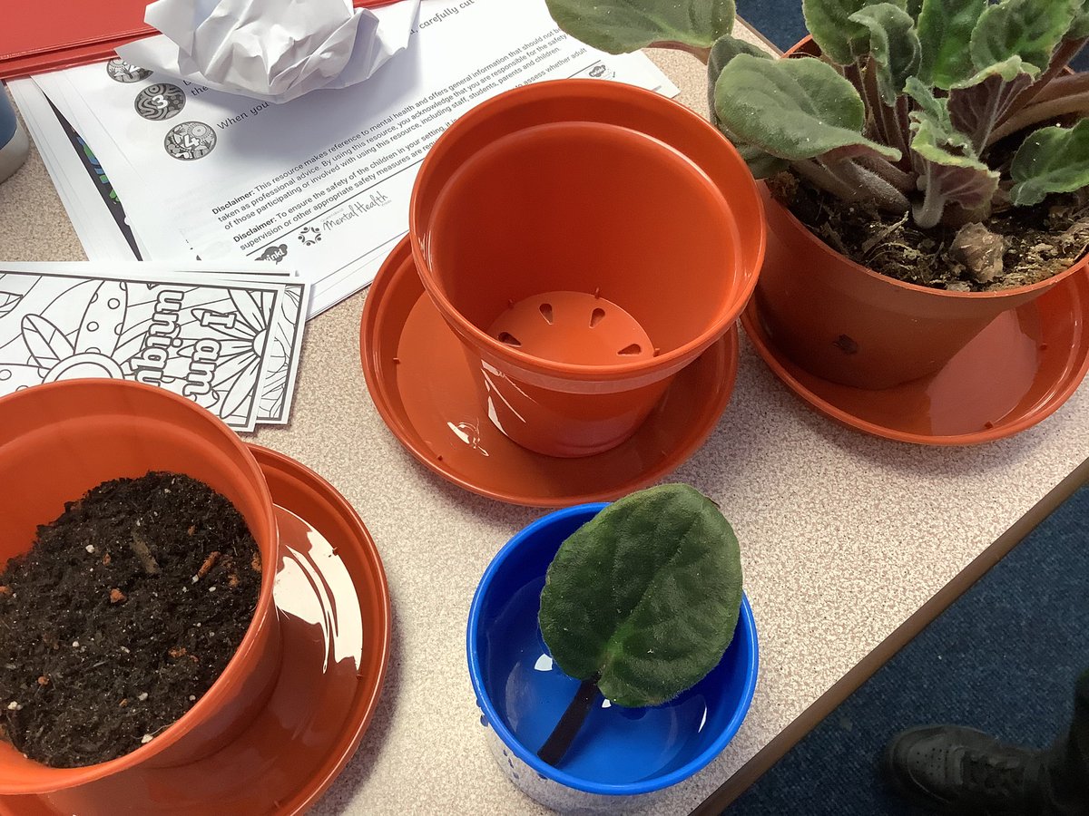 SOrchardpa's tweet photo. Another activity this afternoon linked to our science was to propagate a plant. We will observe this and look after it for the upcoming weeks βοΈπ @OrchardPrimaryA @TeamPastoral #MentalHealthDay2023 #ScienceatOrchard https://t.co/MRBX8YhHJA