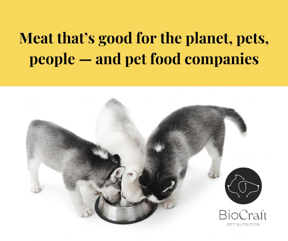 Today, in a very non-scientific taste trial, our Senior Stem Cell Scientist Robert Soukup's cats Fleming and Loisi showed a clear and distinct preference for cat food containing our BioCrafted meat vs. the same food without it. 📋 ✅

#cultivatedmeat #petnutrition #biocraft