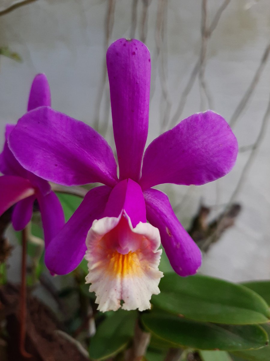 Cattleya harrisoniana #orchid #orquideas #orchidee #orquideascollection #orquídaceae #orquídeas #orchidsflower #orquidea #photooftheday #fotododia
