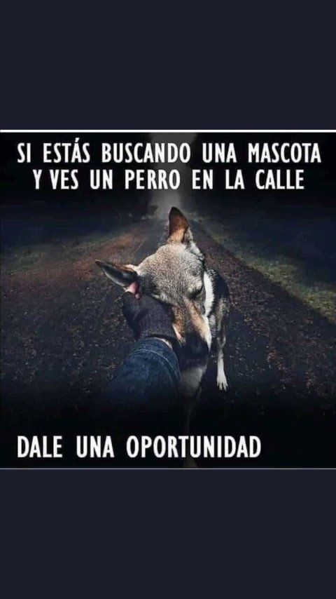 Rosa Ibarra (@rosaiba58330843) on Twitter photo 